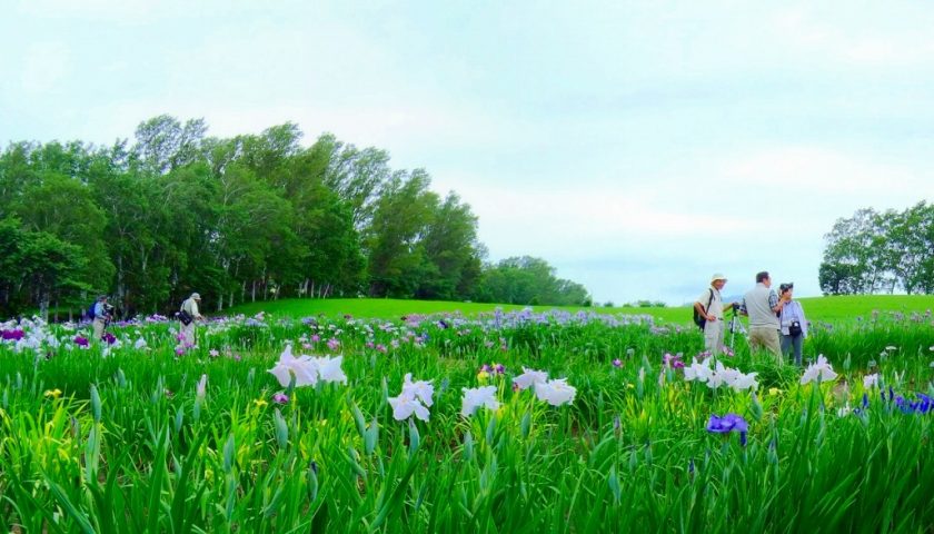北海道の絶景スポット「八紘学園花菖蒲園」