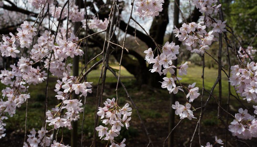 東京都の絶景スポット「六義園 しだれ桜」