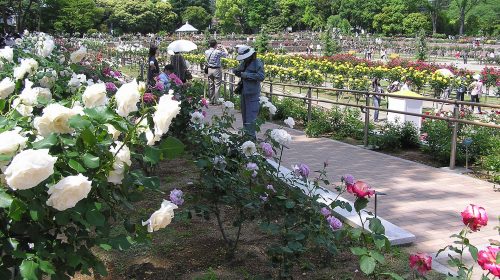 前橋敷島公園ばら園の絶景写真