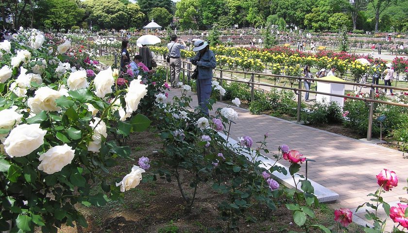群馬県の絶景スポット「前橋敷島公園ばら園」