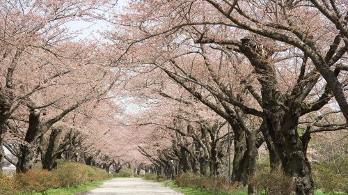 北上市立公園展勝地の絶景写真