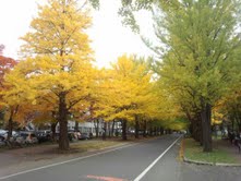 北海道の絶景スポット「北海道大学 イチョウ並木」