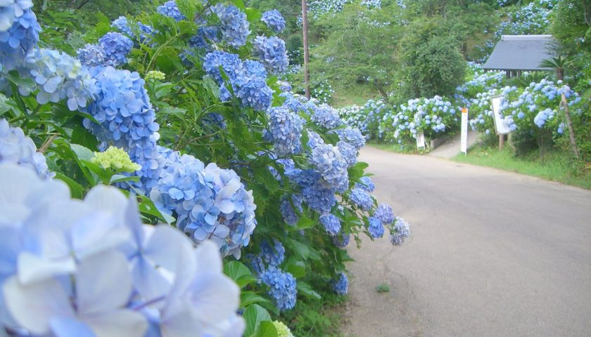 千葉県の絶景スポット「麻綿原高原 妙法生寺」