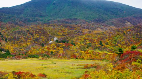 栗駒山の高山植物の絶景写真