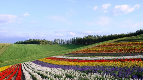 四季彩の丘の絶景写真