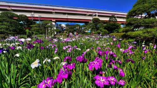 堀切菖蒲園の絶景写真