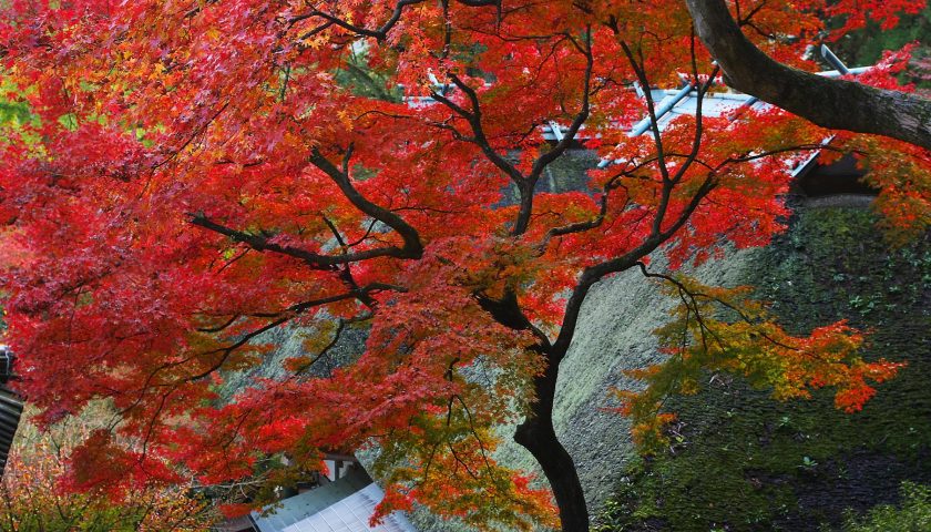 佐賀県の絶景スポット「大興善寺」