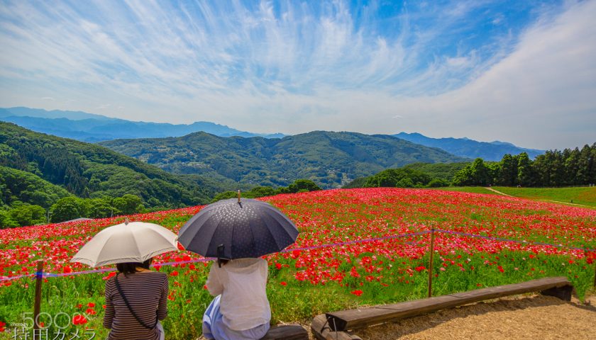 埼玉県の絶景スポット「秩父高原牧場 天空のポピー」