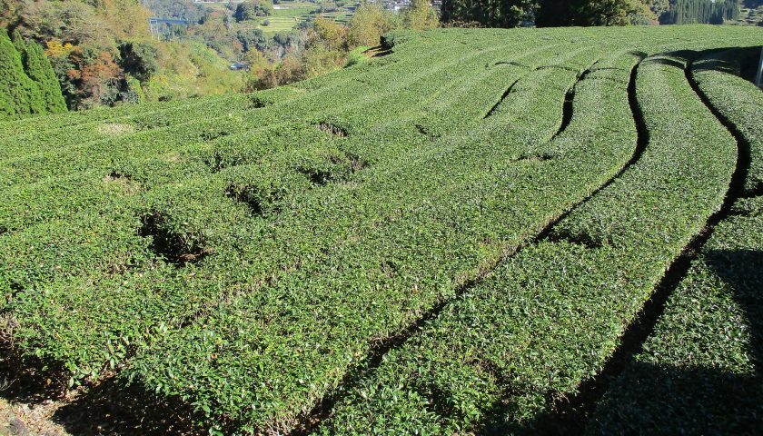 岐阜県の絶景スポット「天空の茶畑」