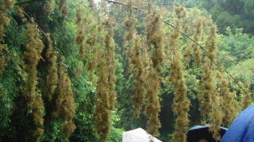 富士竹類植物園の絶景写真