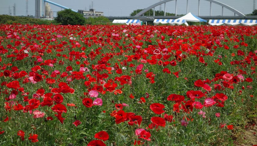 茨城県の絶景スポット「小貝川ふれあい公園 ポピー畑」