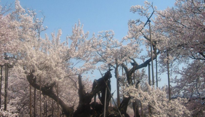 山梨県の絶景スポット「山高神代桜」