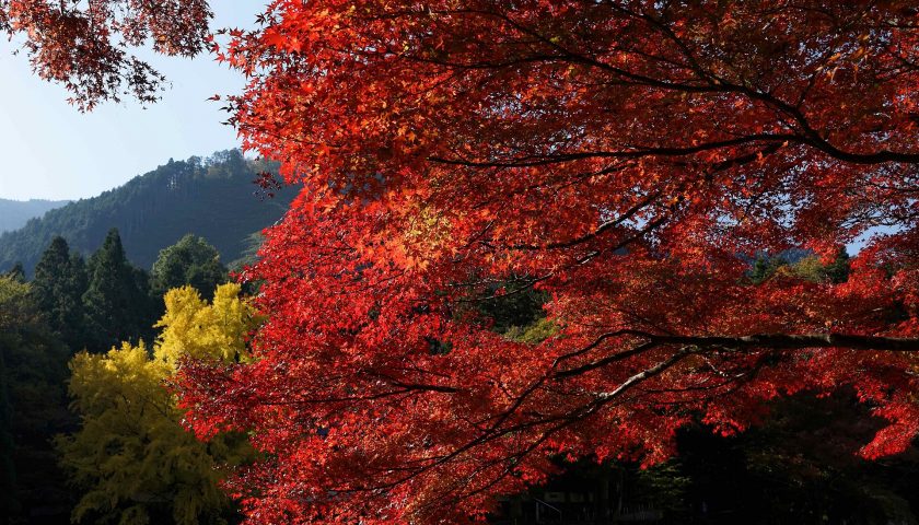 東京都の絶景スポット「御岳渓谷」