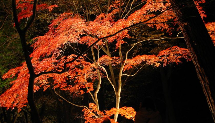 埼玉県の絶景スポット「月の石もみじ公園」