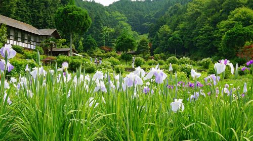 柳生花しょうぶ園の絶景写真