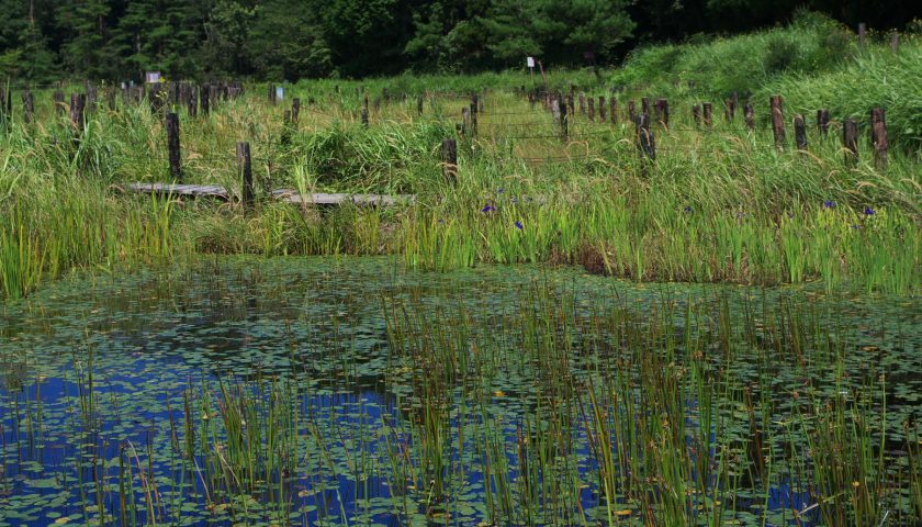 佐賀県の絶景スポット「樫原湿原」