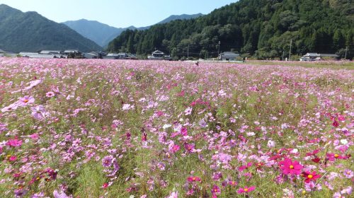 清住コスモス園の絶景写真