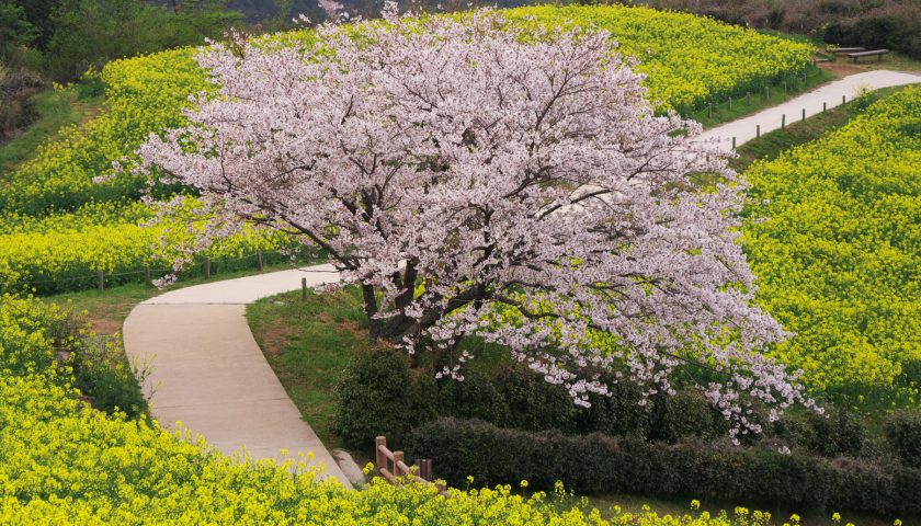 長崎県の絶景スポット「白木峰高原」