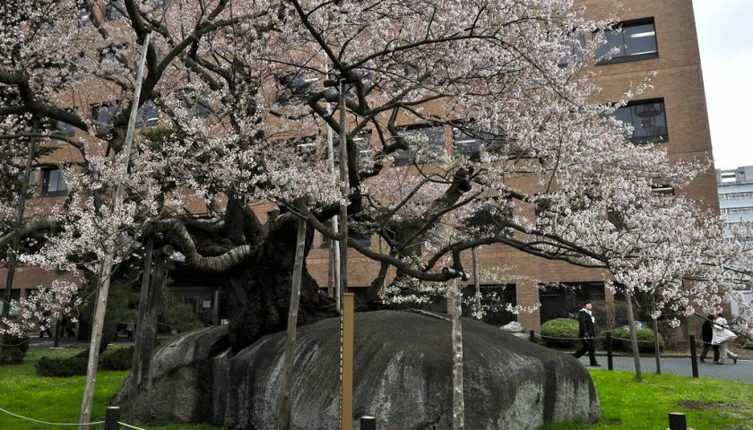 岩手県の絶景スポット「石割桜」