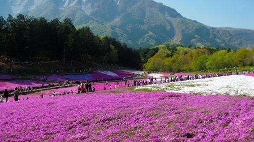 芝桜の丘の絶景写真