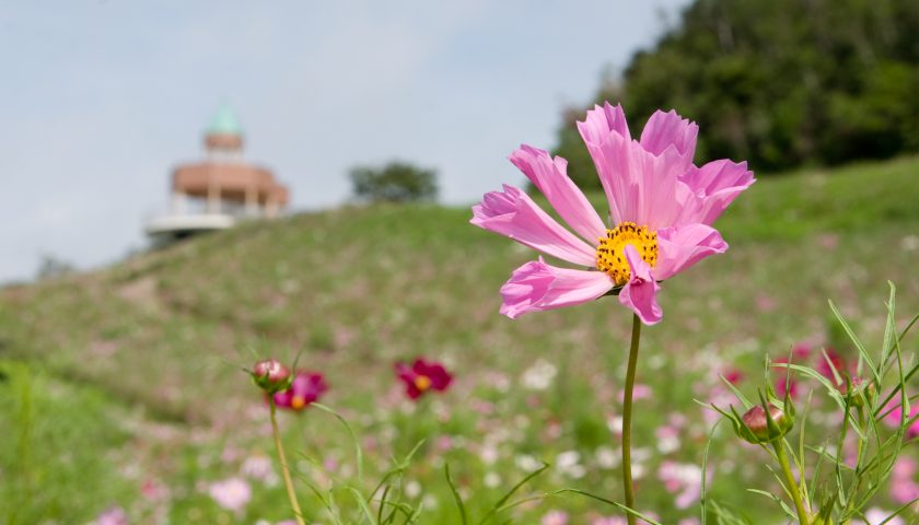 愛媛県の絶景スポット「翠波高原」