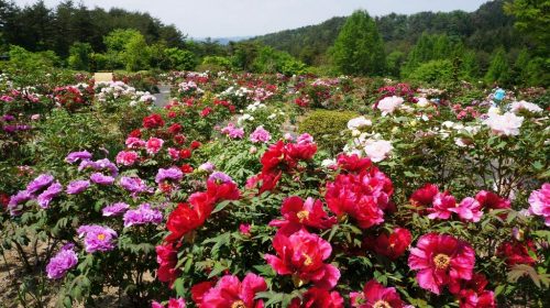 花と泉の公園の絶景写真