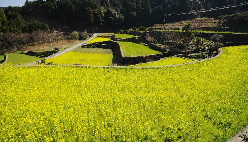 佐賀県の絶景スポット「蕨野の棚田」