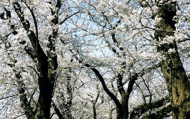 福井県の絶景スポット「足羽川桜並木」