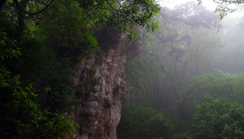 鹿児島県の絶景スポット「縄文杉」